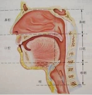 核酸檢測(cè)的標(biāo)本采集拭子關(guān)鍵點(diǎn)是什么？